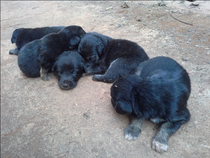 2 week old german shepherd sale puppies