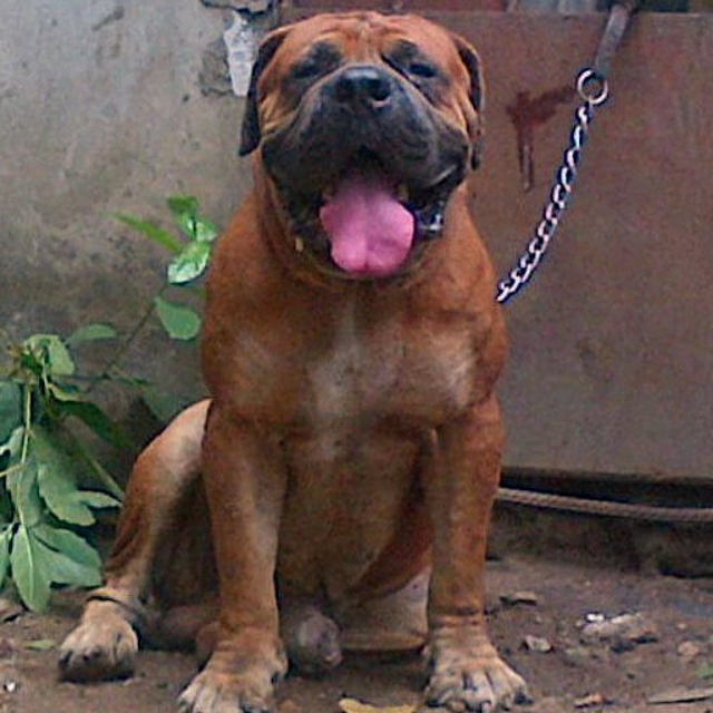 Boerboel stud hot sale service