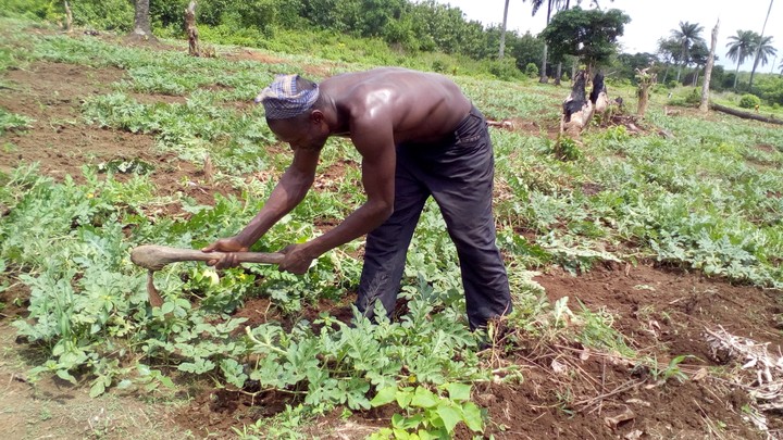 Fertile Farm Land For Sell In Ibadan - Agriculture (2) - Nigeria