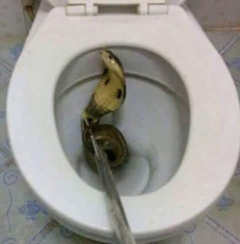 Horrifying video shows snake emerging from toilet