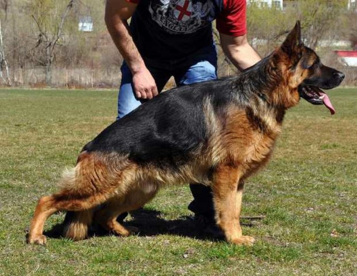 Slant back best sale german shepherd puppies