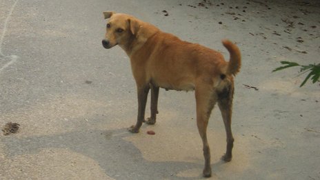 what breed are nigerian local dogs