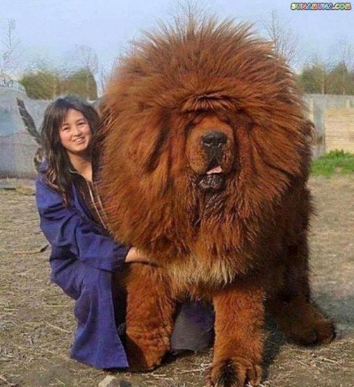 biggest dog in the world 2017