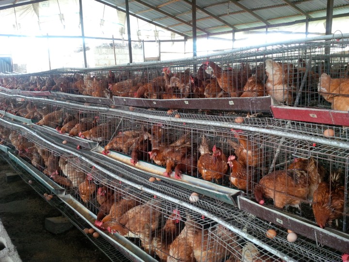 Poultry Farm(1 Plot) For Sale In Portharcourt(SOLD OUT). Agriculture