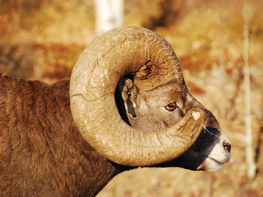 The Death And Life Of The World's Biggest Ram(photo) - Religion - Nigeria