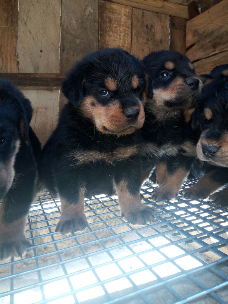 Look At These Beautiful Male And Female Rottweiler Pups For Sale...box ...