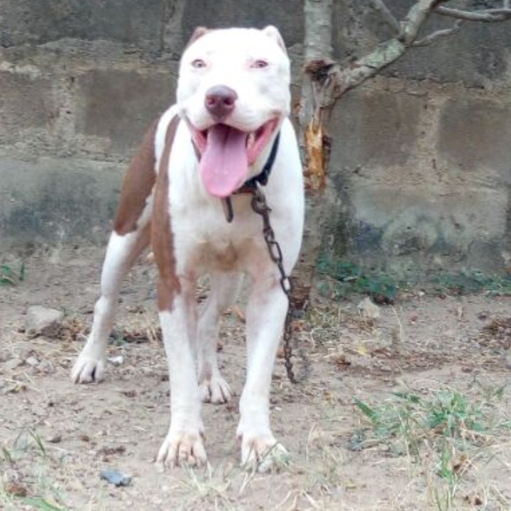 10months Old Red Nose Female Pitbull For Sale