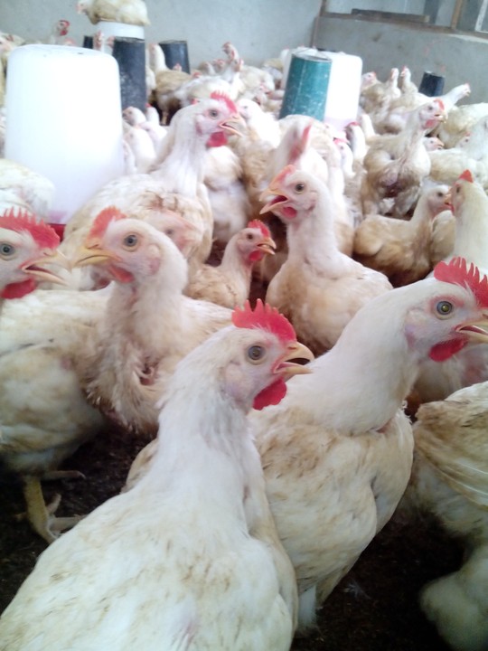 broilers-ready-for-sell-agriculture-nigeria