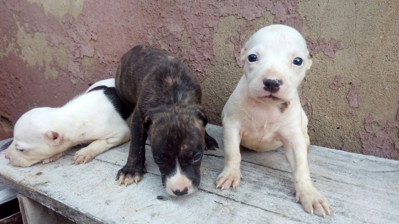 3 week deals pitbull puppy