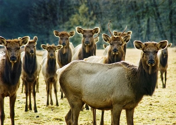 25 Alluring Animal Action Shots That Will Amaze You (Photos) - Romance