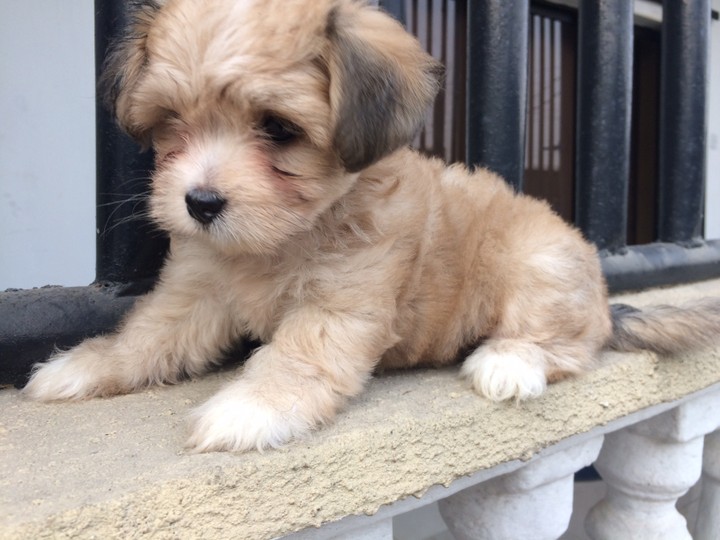 8 week old hot sale lhasa apso puppy