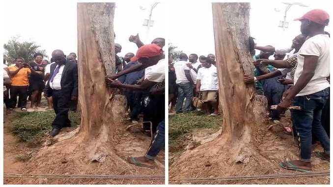 resurrected-tree-checkout-this-mysterious-tree-that-fell-and-rose-again-religion-nigeria