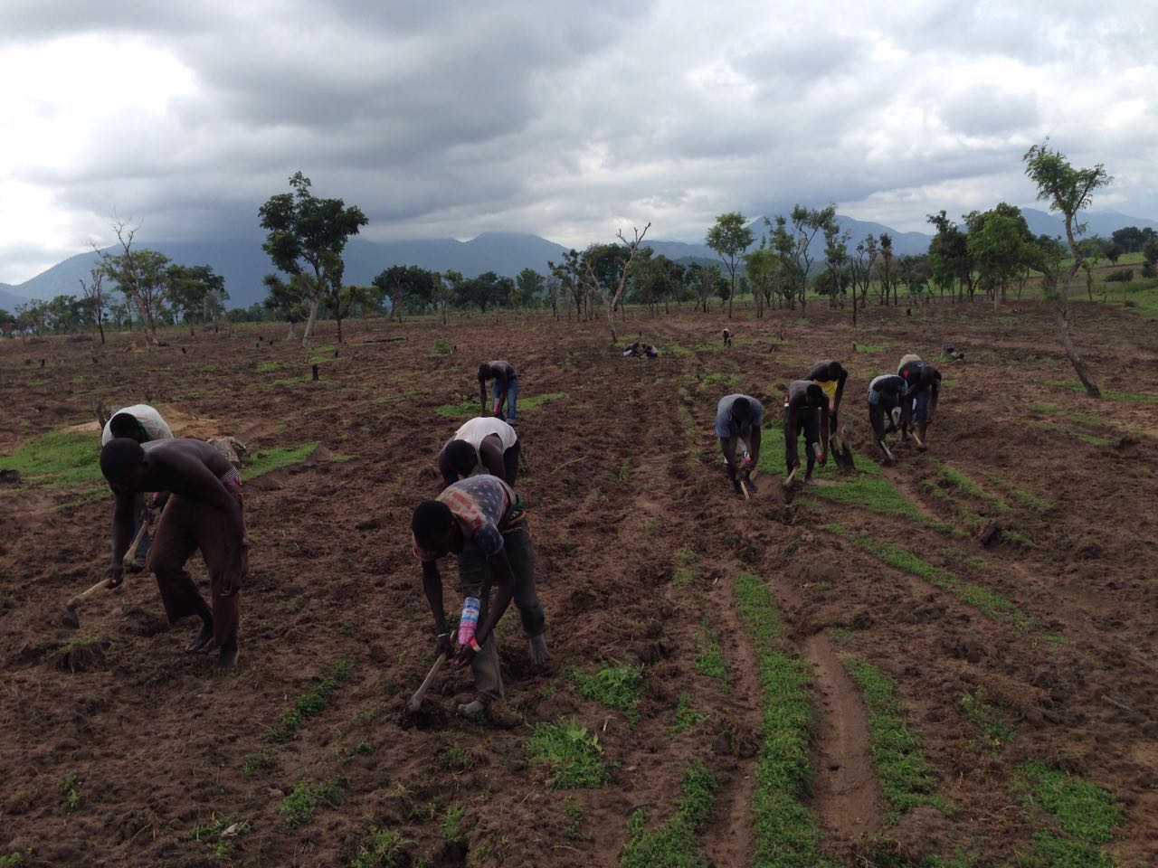 Dangote fertilizer Urea 46%+ is Available. - Agriculture (2) - Nigeria