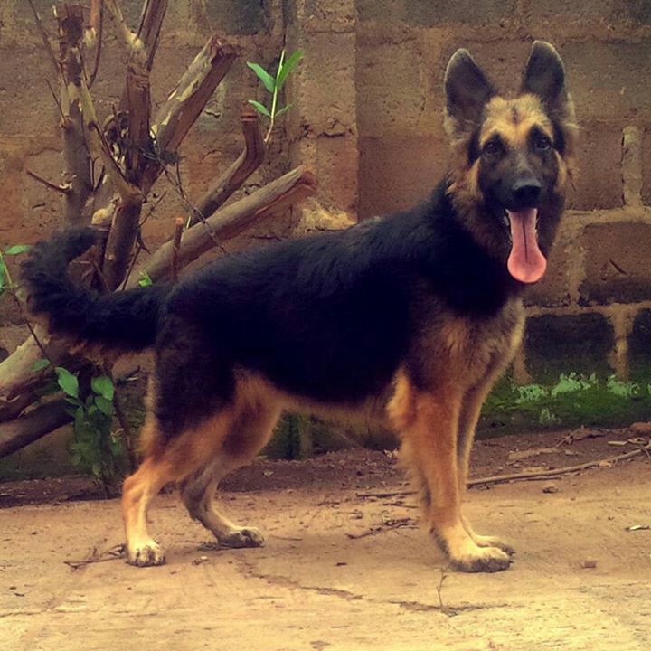 adult female german shepherd