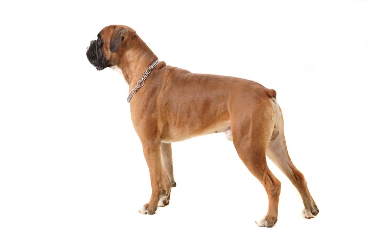 Boerboel best sale tail docking