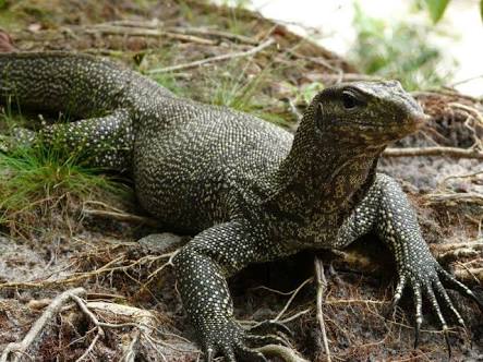 Difference Between Crocodiles, Alligators And Monitor Lizards - Education -  Nigeria