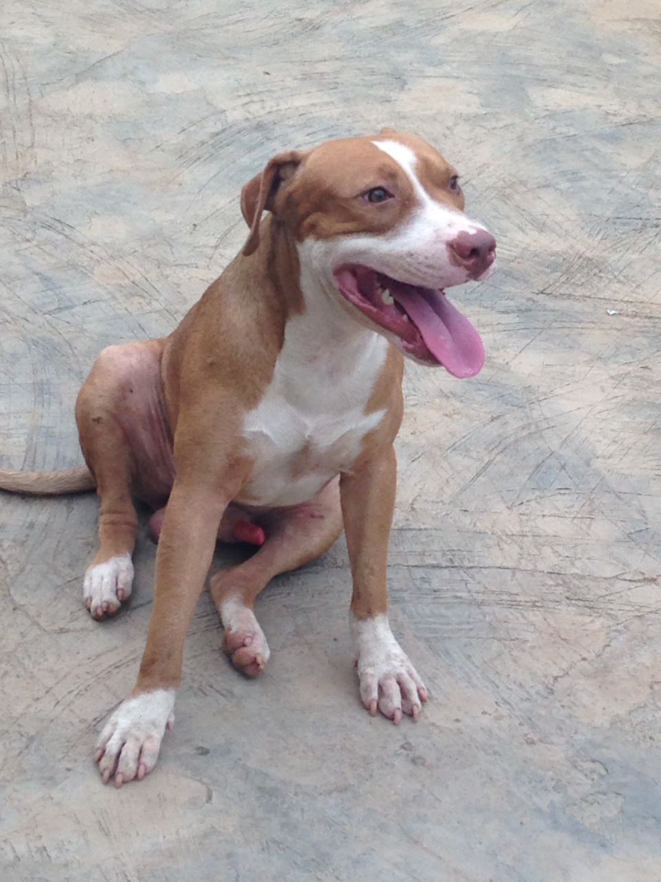 Adult pitbull hot sale for sale