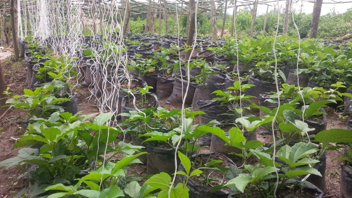 Make 200,000 Naira Or More Monthly Growing Indigenous Vegetables this ...