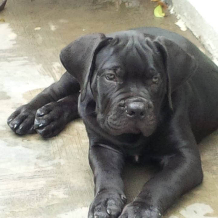 Black 2024 boerboel puppies