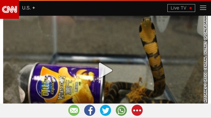 King Cobras Found in Potato Chip Cans by Customs