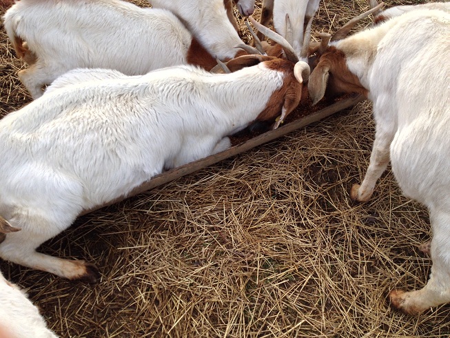 Live Stock Production: Feeding Goats - Agriculture - Nigeria