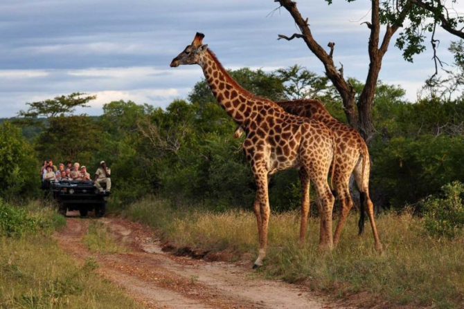 Top 5 African Safari Destinations For An Unforgetable Getaway - Travel