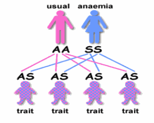 can aa genotype marry an ss