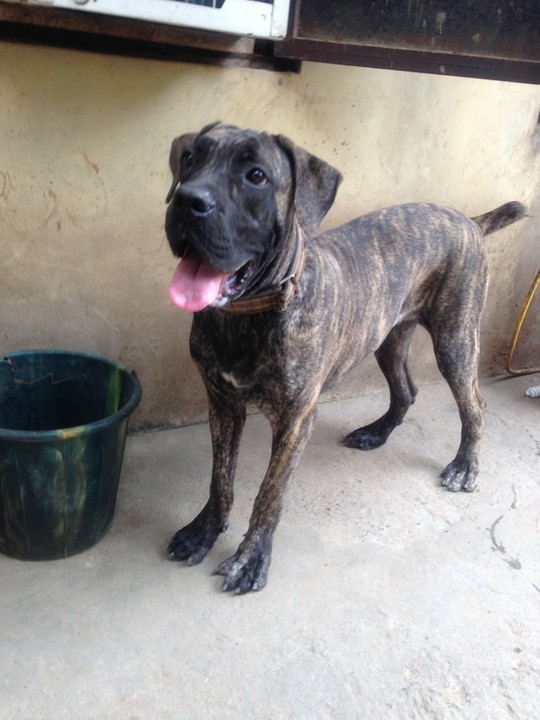 A Year Female Boerboel - Pets - Nigeria