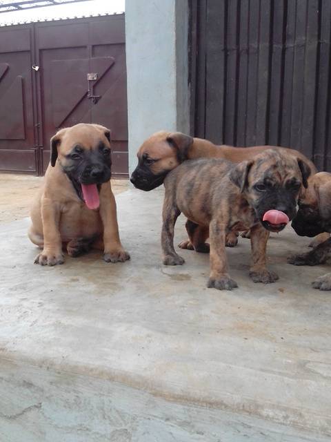 Rottweiler/boerboel Mix Puppies Available - Pets (2) - Nigeria