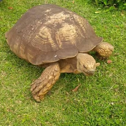 Alagba Oldest Tortoise In The World - Pets - Nigeria