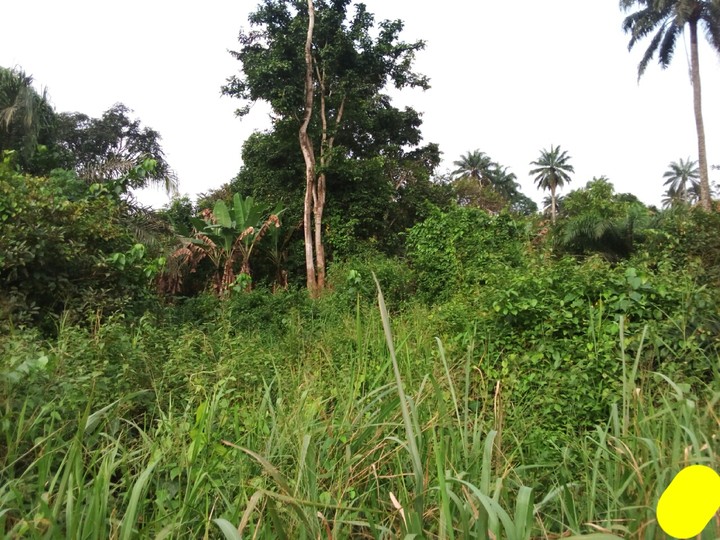 Farmland in Owode Ofada, Ogun State Properties Nigeria