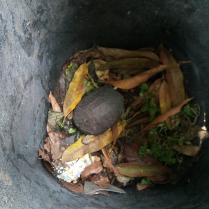 A Nairalander's Trap Caught A Monitor Lizard. See What He Did With