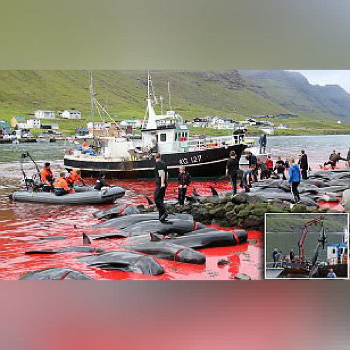 Grisly Pics Show Mass Whale Slaughter In Remote Faroe Islands Hunts