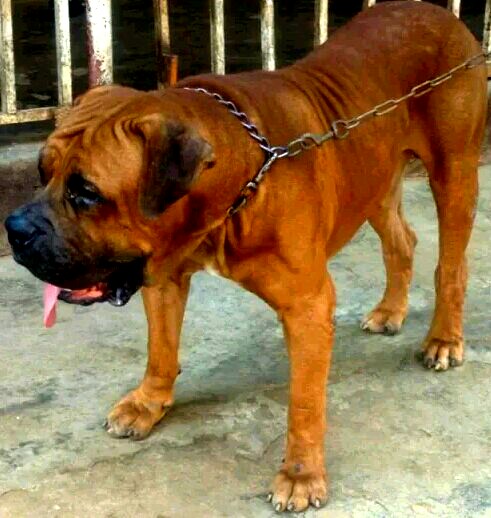 how much does a purebred boerboel cost