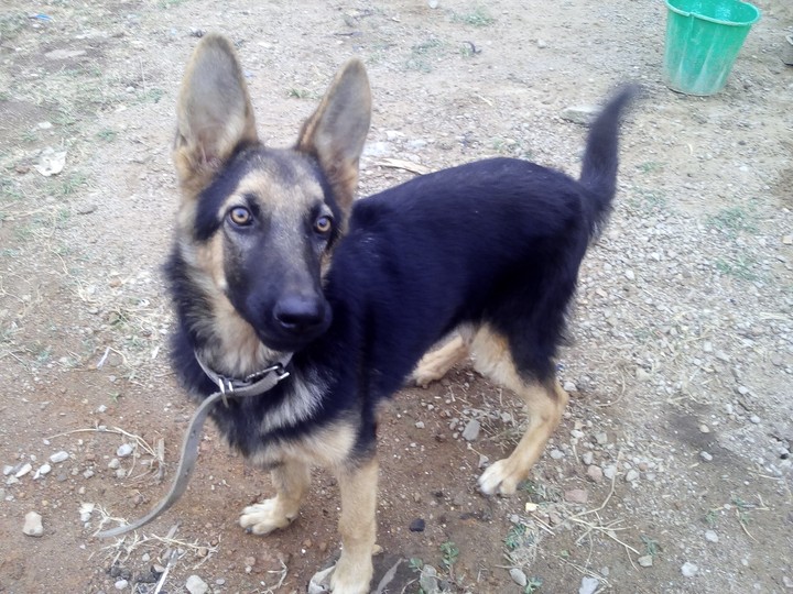 Assist In Rating My New Female Gsd Long Coat @ 6weeks - Pets (3) - Nigeria