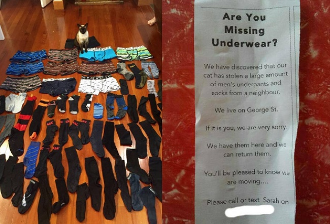 This Cat Steals Men's Underwear and Socks From Neighbors