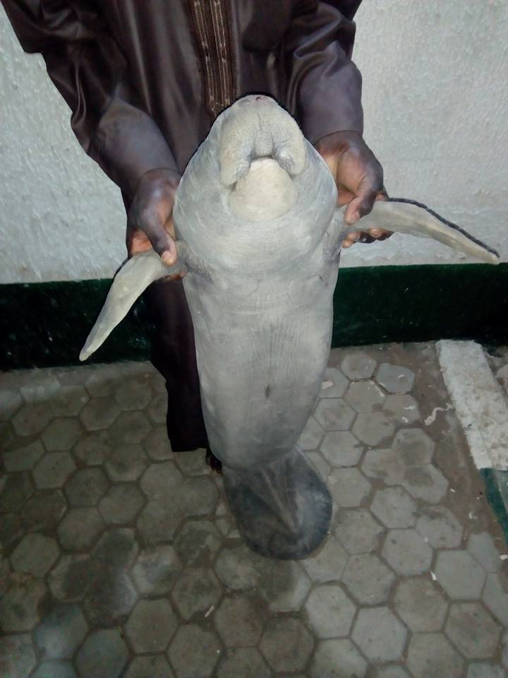 Men Catch Sea Cow In Kebbi While Fishing, Take It To Their Monarch's