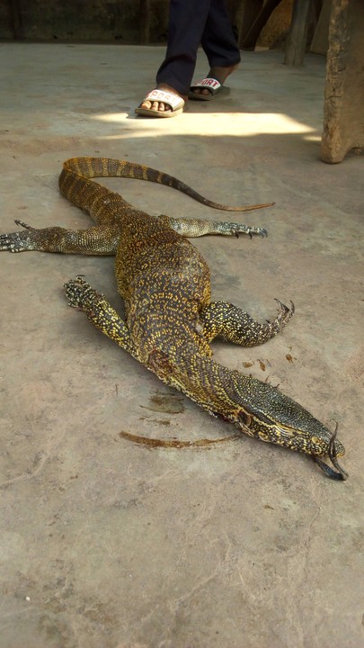 Big Monitor Lizard Got Trapped In My Backyard After Devouring 3 Eggs -  Nairaland / General - Nigeria