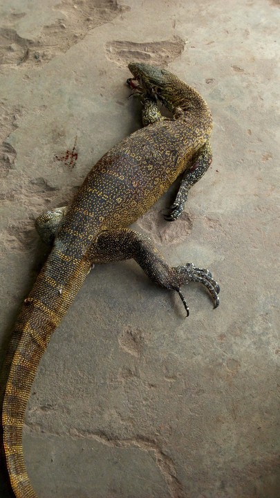 Big Monitor Lizard Got Trapped In My Backyard After Devouring 3 Eggs -  Nairaland / General - Nigeria