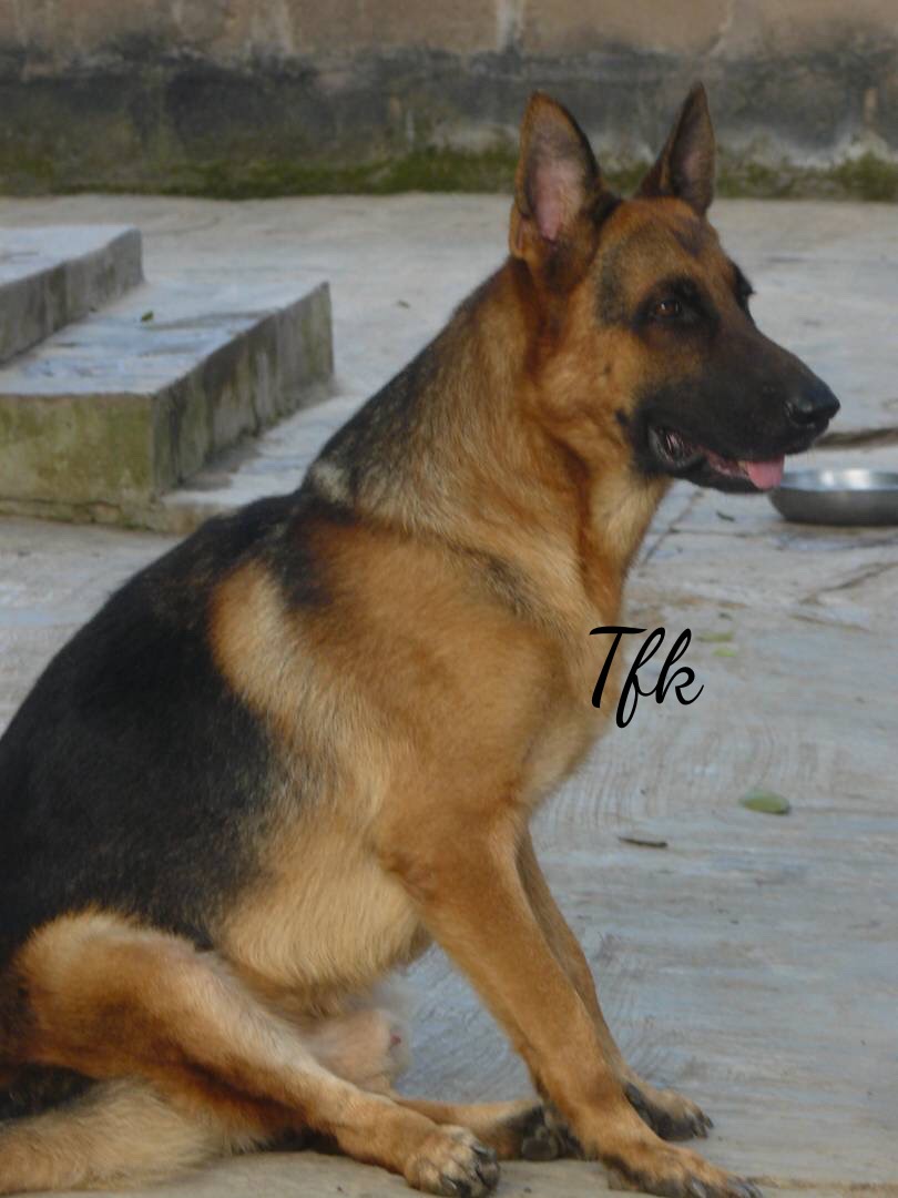 Pedigree for on sale german shepherd puppies