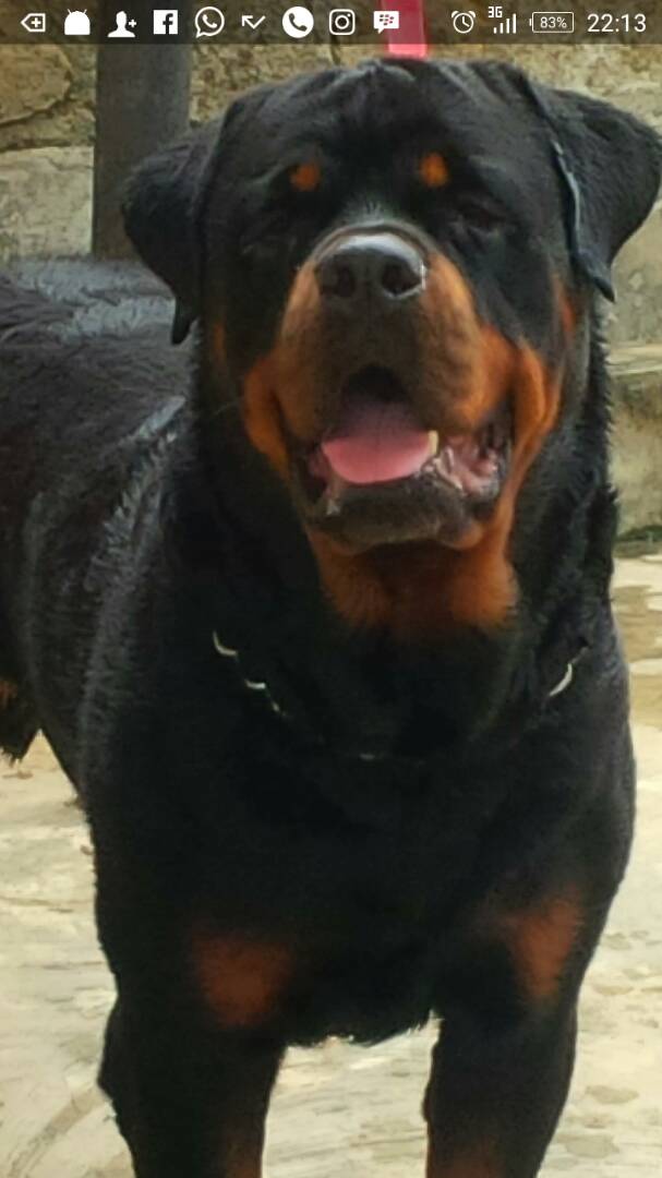 Big male rottweiler best sale