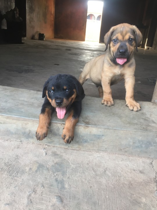 Solid Male Boerboel And Rottweiler Puppy Available - Pets - Nigeria