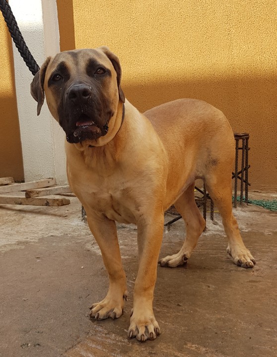 Adolescent Female Boerboel For Sale - Pets - Nigeria