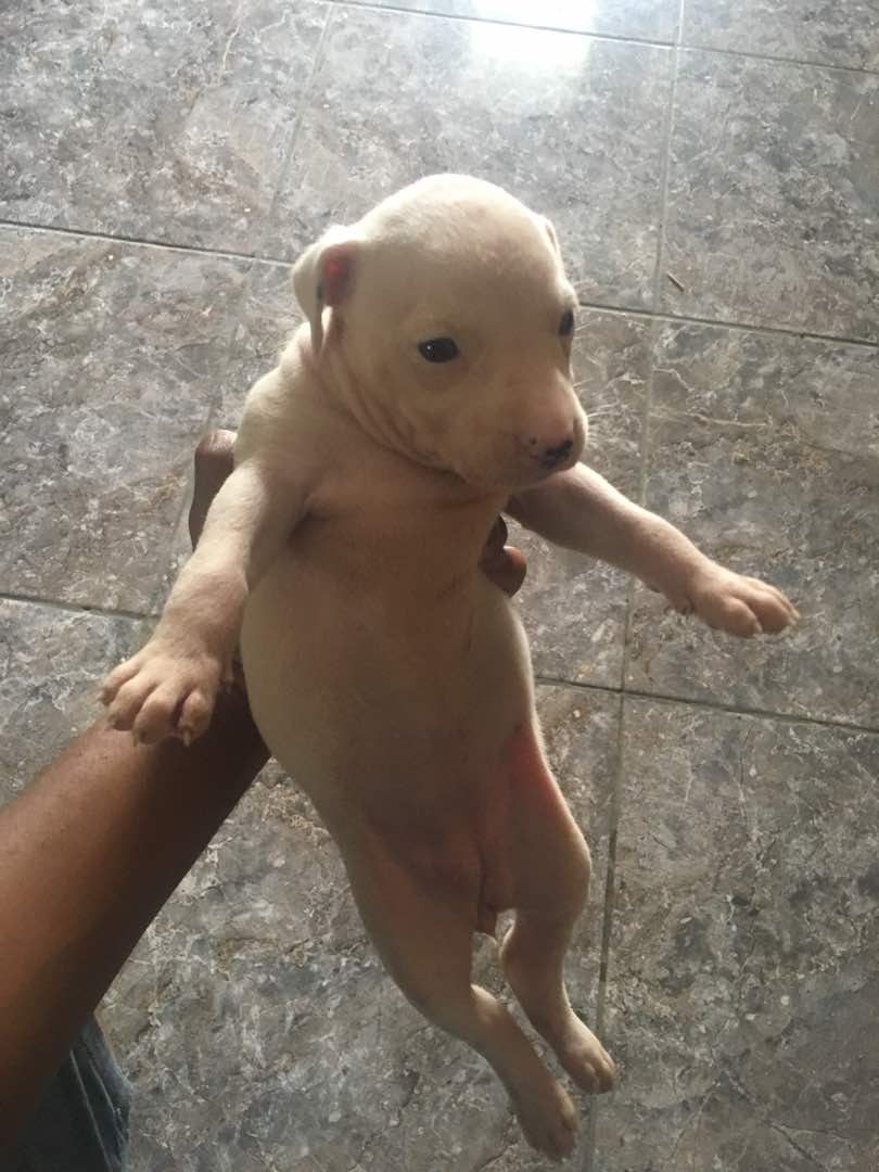 6 Week Old Pitbull Puppy Pictures - Puppy And Pets