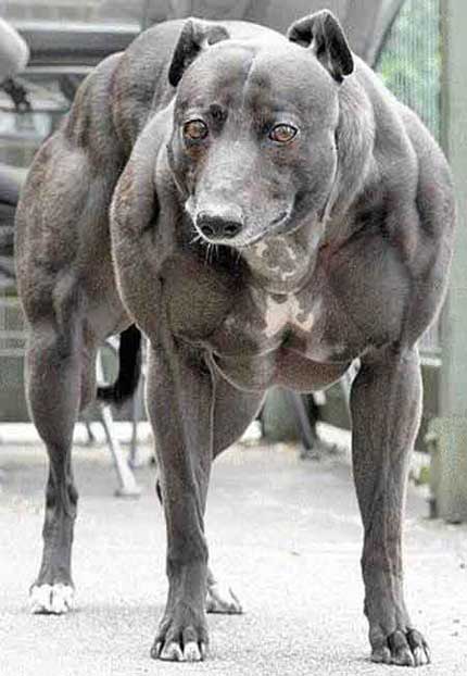 10 Most Muscular Dogs Breeds In The World - Education - Nigeria