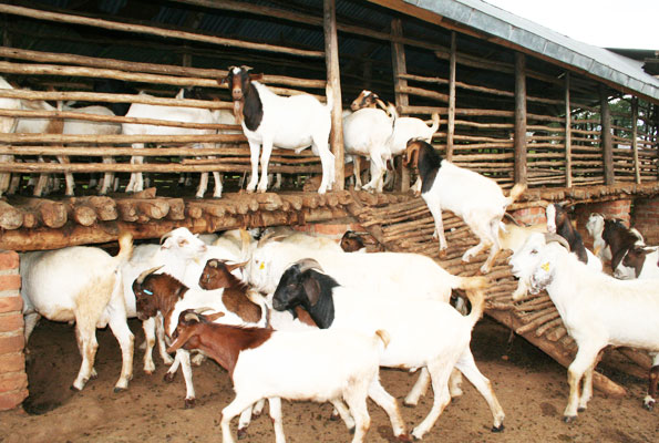 GOAT FARMING BUSINESS In Nigeria – All You Need To Know - Business - Nigeria