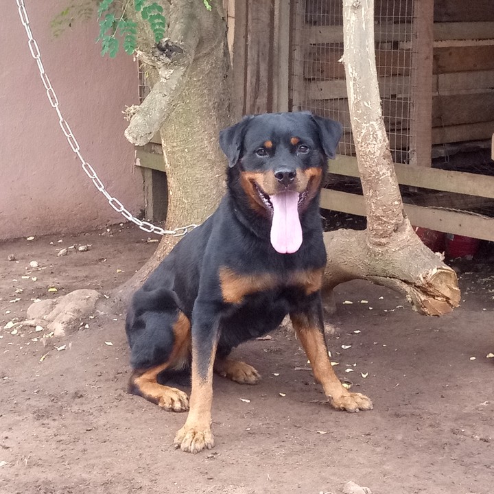 how many times a year do rottweilers go into heat