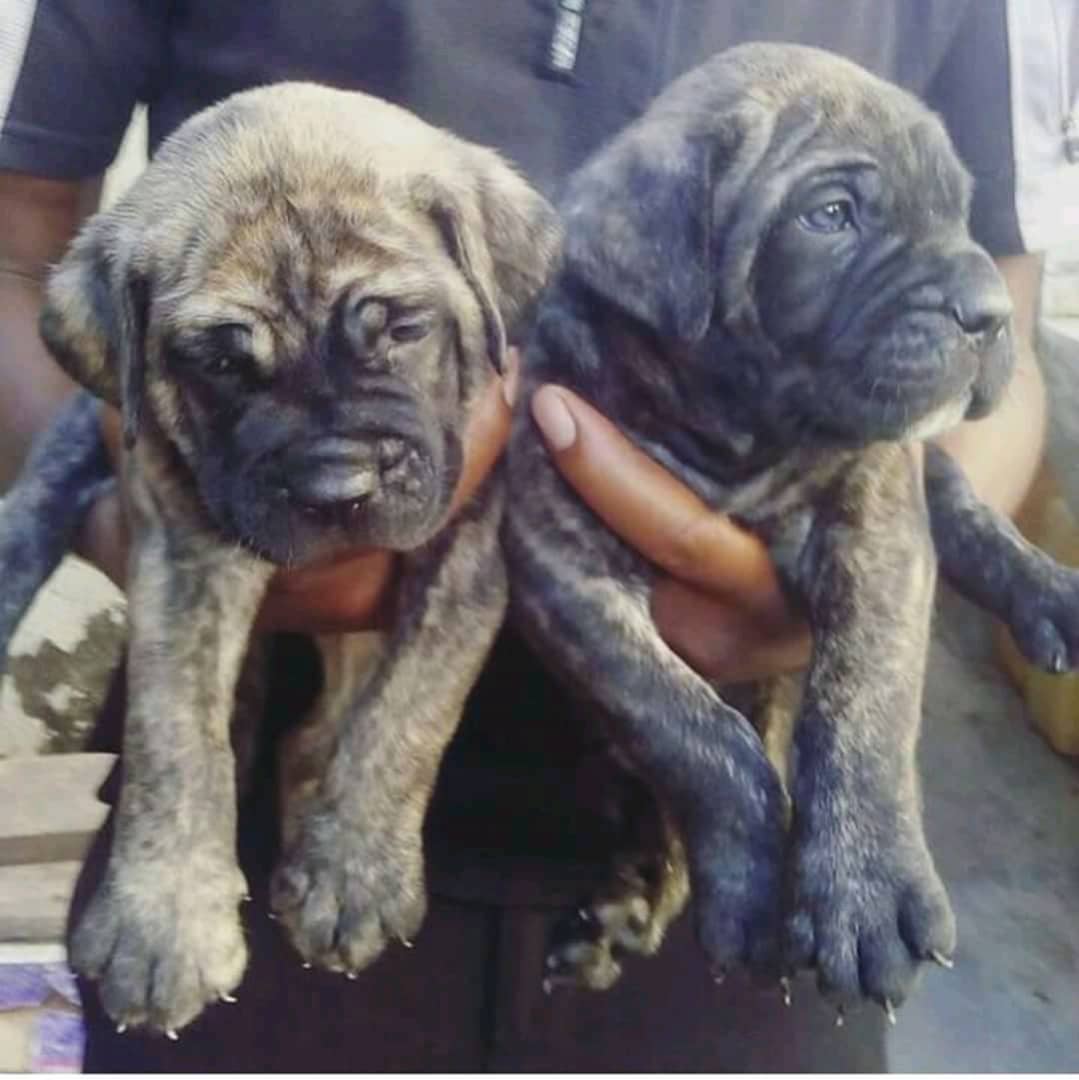 boerboel-puppies-for-sale-pets-nigeria