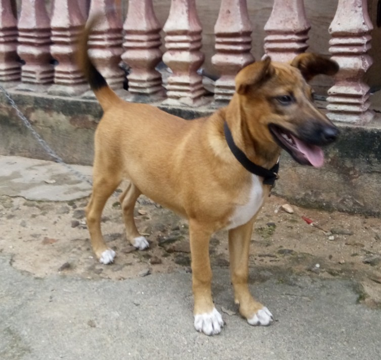 what breed are nigerian local dogs