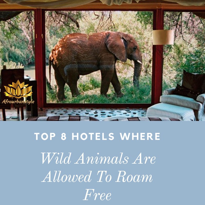 top-8-hotels-where-wild-animals-are-allowed-to-roam-free-travel-nigeria